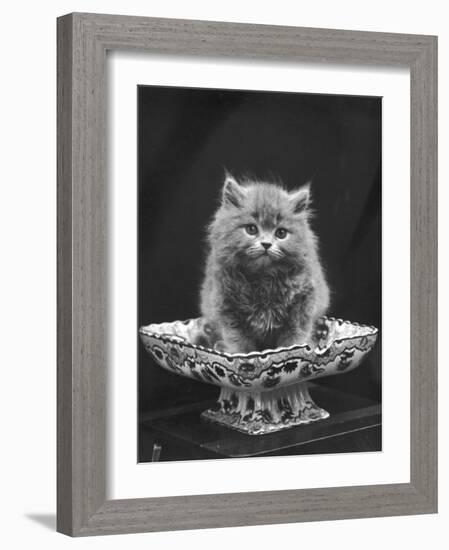 This Cute Little Blue Persian Kitten Sits Innocently in a Large China Dish-Thomas Fall-Framed Photographic Print