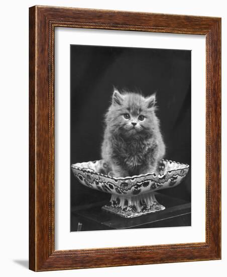 This Cute Little Blue Persian Kitten Sits Innocently in a Large China Dish-Thomas Fall-Framed Photographic Print