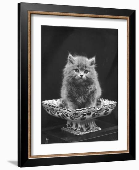 This Cute Little Blue Persian Kitten Sits Innocently in a Large China Dish-Thomas Fall-Framed Photographic Print