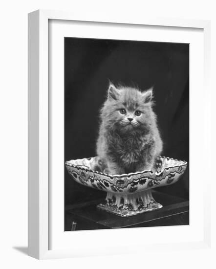 This Cute Little Blue Persian Kitten Sits Innocently in a Large China Dish-Thomas Fall-Framed Photographic Print