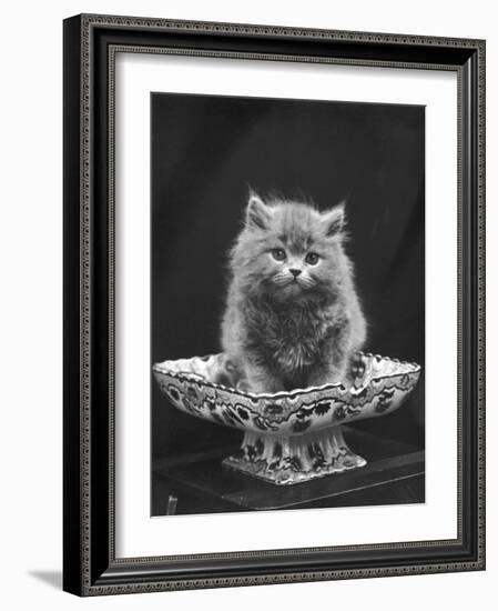 This Cute Little Blue Persian Kitten Sits Innocently in a Large China Dish-Thomas Fall-Framed Photographic Print