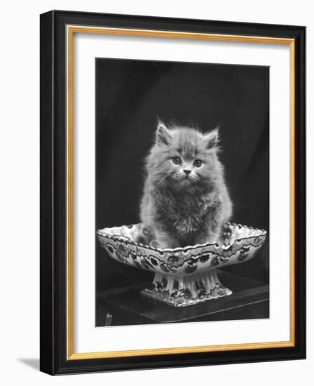 This Cute Little Blue Persian Kitten Sits Innocently in a Large China Dish-Thomas Fall-Framed Photographic Print