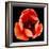 This Dordogne Tulip-Steve Gadomski-Framed Photographic Print