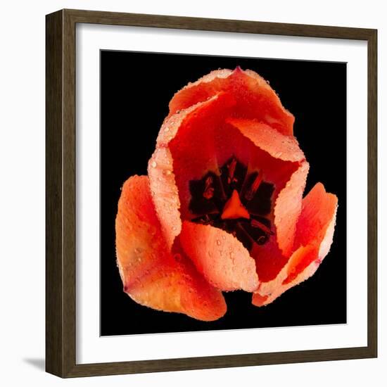 This Dordogne Tulip-Steve Gadomski-Framed Photographic Print