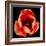 This Dordogne Tulip-Steve Gadomski-Framed Photographic Print