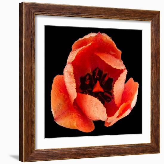 This Dordogne Tulip-Steve Gadomski-Framed Photographic Print