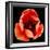 This Dordogne Tulip-Steve Gadomski-Framed Photographic Print