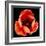 This Dordogne Tulip-Steve Gadomski-Framed Photographic Print