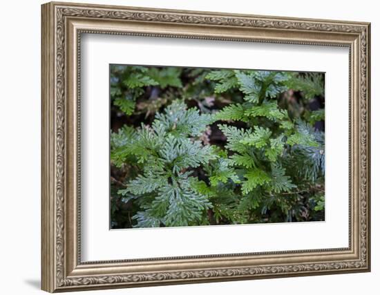 This Is an Interesting Variety of Fern, the Leaves are Iridescent-Mallorie Ostrowitz-Framed Photographic Print