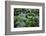 This Is an Interesting Variety of Fern, the Leaves are Iridescent-Mallorie Ostrowitz-Framed Photographic Print