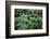 This Is an Interesting Variety of Fern, the Leaves are Iridescent-Mallorie Ostrowitz-Framed Photographic Print