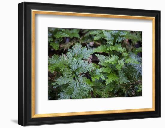This Is an Interesting Variety of Fern, the Leaves are Iridescent-Mallorie Ostrowitz-Framed Photographic Print