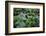 This Is an Interesting Variety of Fern, the Leaves are Iridescent-Mallorie Ostrowitz-Framed Photographic Print