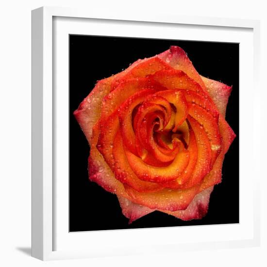 This Magic High Rose-Steve Gadomski-Framed Photographic Print