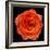 This Magic High Rose-Steve Gadomski-Framed Photographic Print