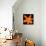 This Orange Lily-Steve Gadomski-Photographic Print displayed on a wall