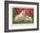 This Pomeranian Looks Quite Large Beside a Maltese Terrier-null-Framed Art Print