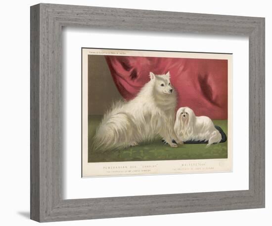 This Pomeranian Looks Quite Large Beside a Maltese Terrier-null-Framed Art Print