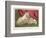 This Pomeranian Looks Quite Large Beside a Maltese Terrier-null-Framed Art Print