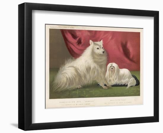 This Pomeranian Looks Quite Large Beside a Maltese Terrier-null-Framed Art Print