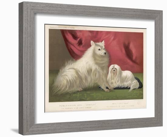 This Pomeranian Looks Quite Large Beside a Maltese Terrier-null-Framed Art Print