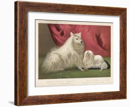 This Pomeranian Looks Quite Large Beside a Maltese Terrier-null-Framed Art Print