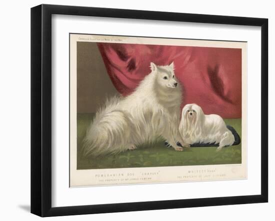 This Pomeranian Looks Quite Large Beside a Maltese Terrier-null-Framed Art Print