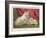 This Pomeranian Looks Quite Large Beside a Maltese Terrier-null-Framed Art Print