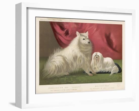 This Pomeranian Looks Quite Large Beside a Maltese Terrier-null-Framed Art Print