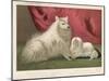This Pomeranian Looks Quite Large Beside a Maltese Terrier-null-Mounted Art Print