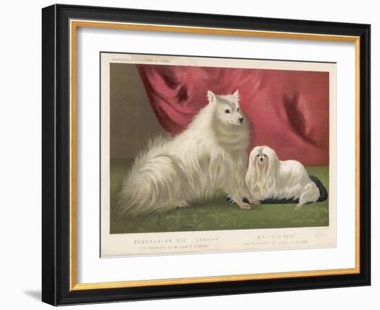 This Pomeranian Looks Quite Large Beside a Maltese Terrier-null-Framed Art Print