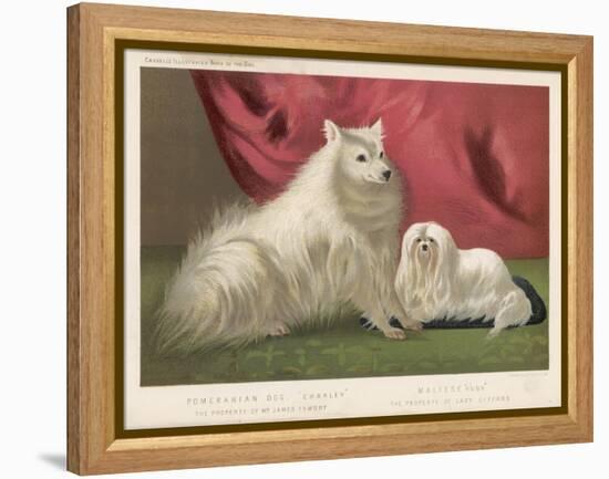 This Pomeranian Looks Quite Large Beside a Maltese Terrier-null-Framed Stretched Canvas