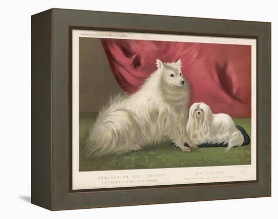 This Pomeranian Looks Quite Large Beside a Maltese Terrier-null-Framed Stretched Canvas