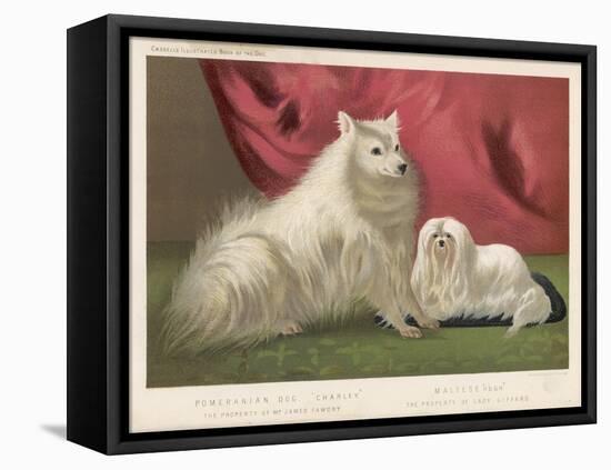 This Pomeranian Looks Quite Large Beside a Maltese Terrier-null-Framed Stretched Canvas