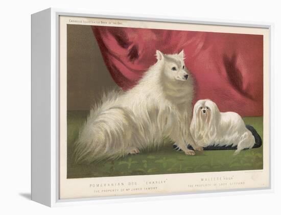 This Pomeranian Looks Quite Large Beside a Maltese Terrier-null-Framed Stretched Canvas