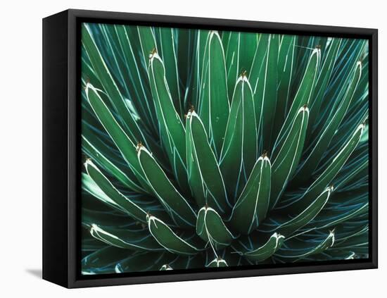 This Queen Victoria agave plant-Mallorie Ostrowitz-Framed Premier Image Canvas