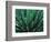 This Queen Victoria agave plant-Mallorie Ostrowitz-Framed Photographic Print