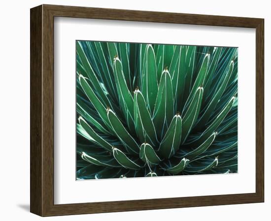 This Queen Victoria agave plant-Mallorie Ostrowitz-Framed Photographic Print