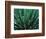 This Queen Victoria agave plant-Mallorie Ostrowitz-Framed Photographic Print