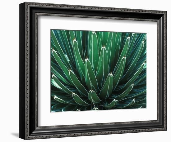 This Queen Victoria agave plant-Mallorie Ostrowitz-Framed Photographic Print