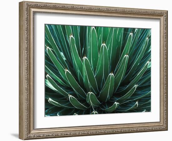 This Queen Victoria agave plant-Mallorie Ostrowitz-Framed Photographic Print