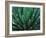 This Queen Victoria agave plant-Mallorie Ostrowitz-Framed Photographic Print