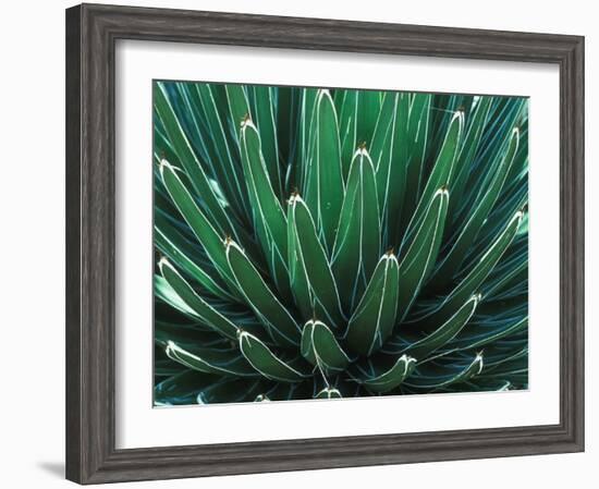 This Queen Victoria agave plant-Mallorie Ostrowitz-Framed Photographic Print