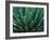 This Queen Victoria agave plant-Mallorie Ostrowitz-Framed Photographic Print