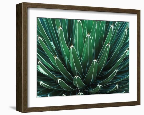 This Queen Victoria agave plant-Mallorie Ostrowitz-Framed Photographic Print