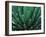 This Queen Victoria agave plant-Mallorie Ostrowitz-Framed Photographic Print