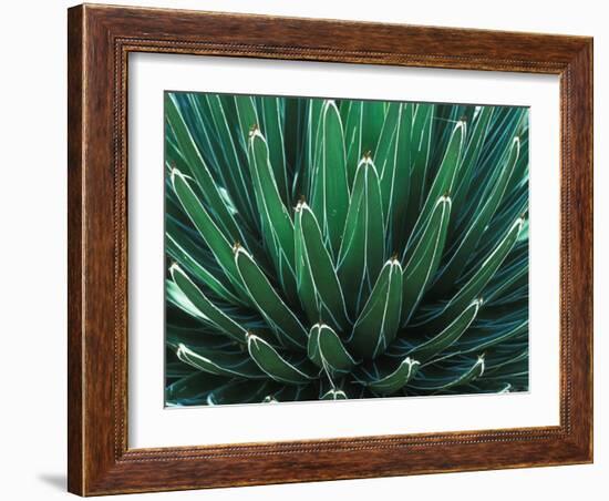 This Queen Victoria agave plant-Mallorie Ostrowitz-Framed Photographic Print