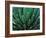 This Queen Victoria agave plant-Mallorie Ostrowitz-Framed Photographic Print