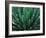 This Queen Victoria agave plant-Mallorie Ostrowitz-Framed Photographic Print