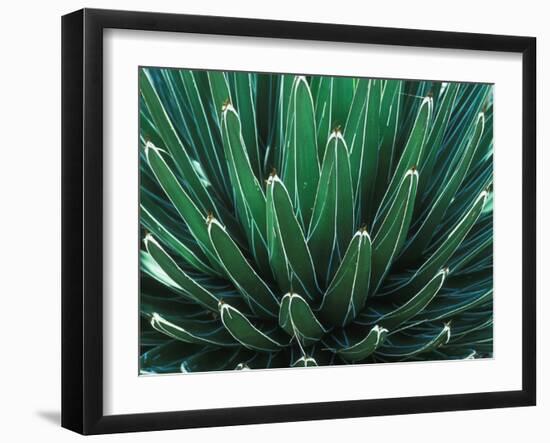 This Queen Victoria agave plant-Mallorie Ostrowitz-Framed Photographic Print